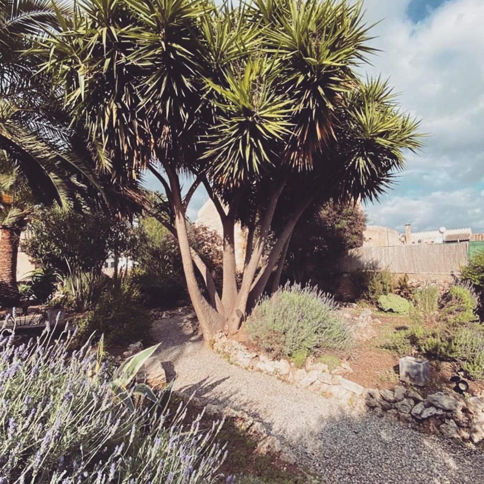 Casa Mona Turismo De Interior Guest House Llubí Eksteriør bilde